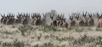 Tau Pan Camp Tau Pan Camp: Elenantilopen auf der Flucht