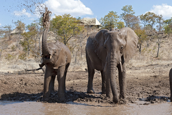 The Elephant Camp: Elefanten beim Schlammbad