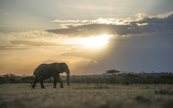 The River Camp: Elefant unter goldenem Savannenhimmel