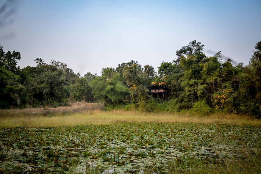 Treehouse Hideaway