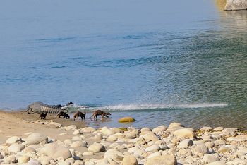 Vanghat: Gharial und Fischotter