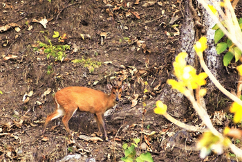 Vanghat: Muntiak - Barking Deer
