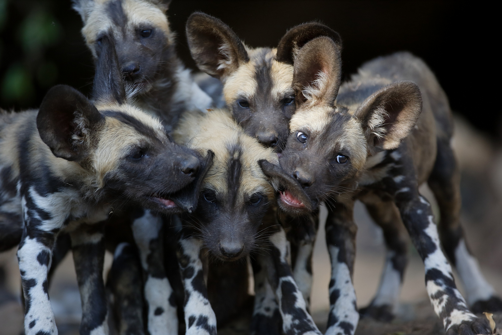 Cha Cha Metsi Camp Cha Cha Metsi Camp: Wildhundwelpen