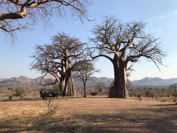 Chitake Mobile Camp Chitake Mobile Camp: Alte Baobabs