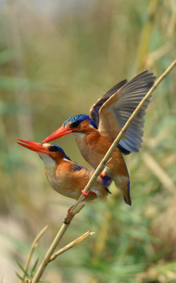 Chobe Princess: Malachiteisvögel
