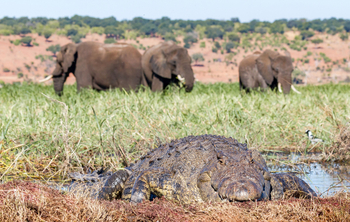 Chobe Savanna Lodge: Crocodylus Niloticus
