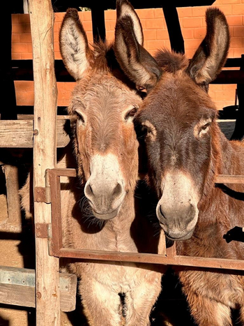 Chundukwa River Lodge: Esel