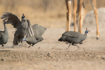 Dinaka Lodge: Helmperlhühner