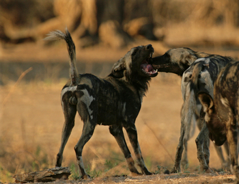 Goliath Tented Camp Goliath Tented Camp: Wildhunde