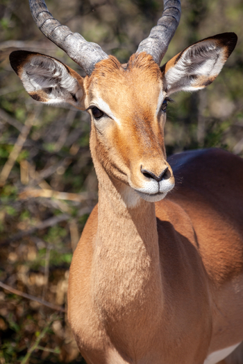 Gomoti Plains Camp: Tiere und Landschaft