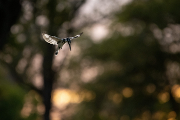 Ingwe Pan Camp: Graufischer im Rüttelflug