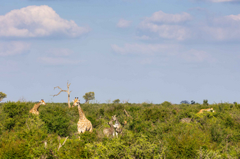 Jamala Madikwe: Giraffen und Zebras im grünen Buschland