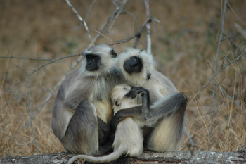 Kanha Jungle Lodge: Graulanguren
