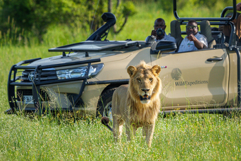 Karangoma Camp: Junger Löwe