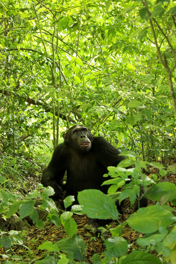 Kasenyi Safari Camp: Schimpanse am Boden