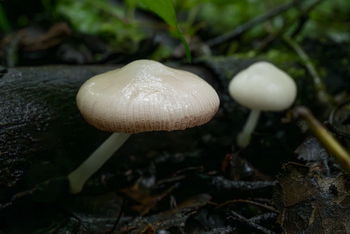 Koroi Forest Camp: Dachpilz