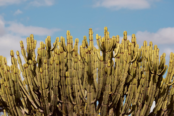 Laba Jongomero: Kakteengewächs