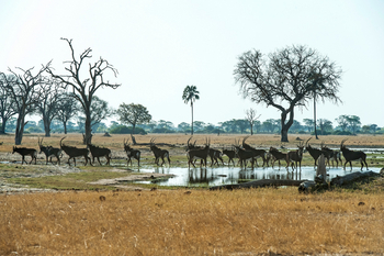 Linkwasha Camp Linkwasha Camp: Rappenantilopen an einer Pfanne