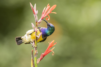 Loldia House: Variable Sunbird