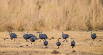 Luambe Camp: Helmperlhühner