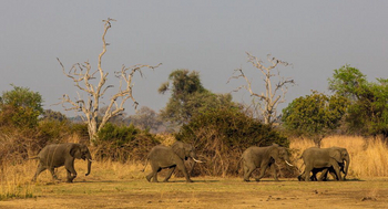 Luambe Camp: Junge Elefantenbullen