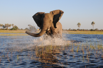 Macatoo Camp: Junger Elefant in Drohgebärde