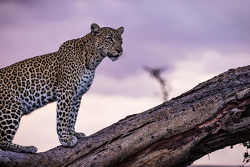 Mahali Mzuri: Leopard