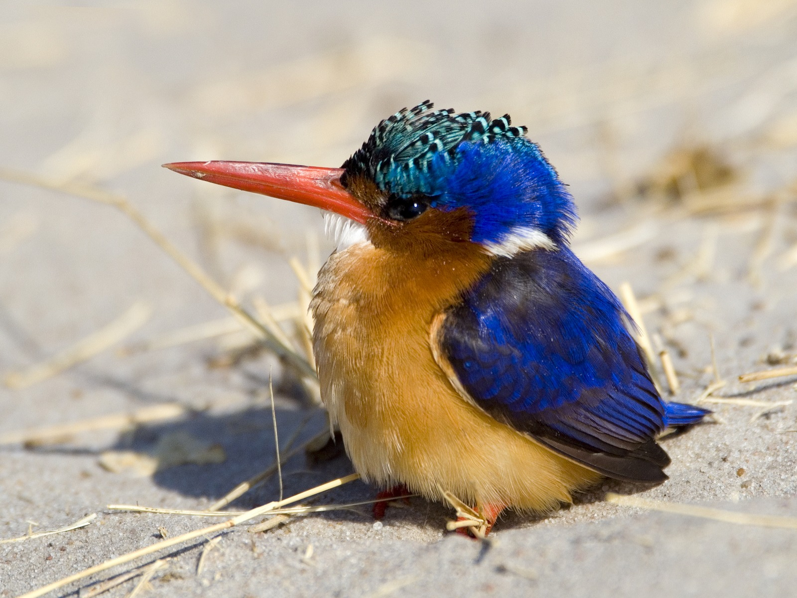 Makalolo Plains Camp Makalolo Plains Camp