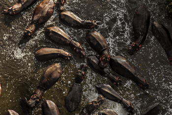 Mara Under Canvas: Hippos im Mara River