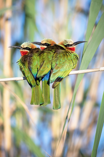 Moanachira Flood Plains: Weißstirnspint