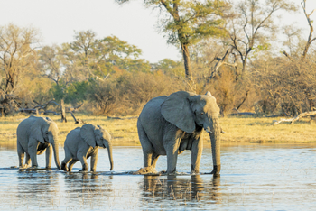 Moremi Game Reserve: Elefantengruppe