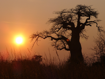 Mukambi Fig Tree Bush Camp: Ein Affenbrotbaum