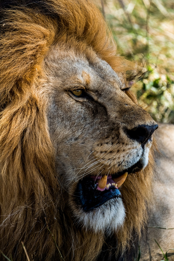 Naona Moru Camp: Löwe