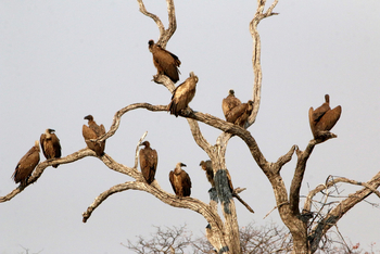 Nogatsaa Pans Chobe Lodge: Geier