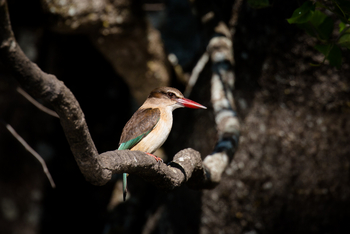 Ntemwa Busanga Bushcamp Ntemwa Busanga Bushcamp: Brown-hooded Kingfisher