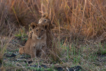 Ntemwa Busanga Bushcamp Ntemwa Busanga Bushcamp: Löwenkinder