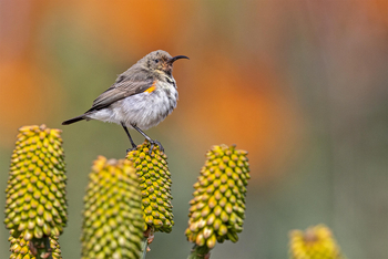Okonjima Plains Camp: Dusky Sunbird