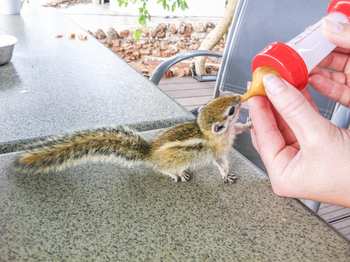 Okutala Lodge: Erdhörnchenbaby