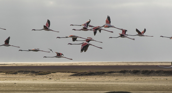 Pelican Point Lodge: Flamingos