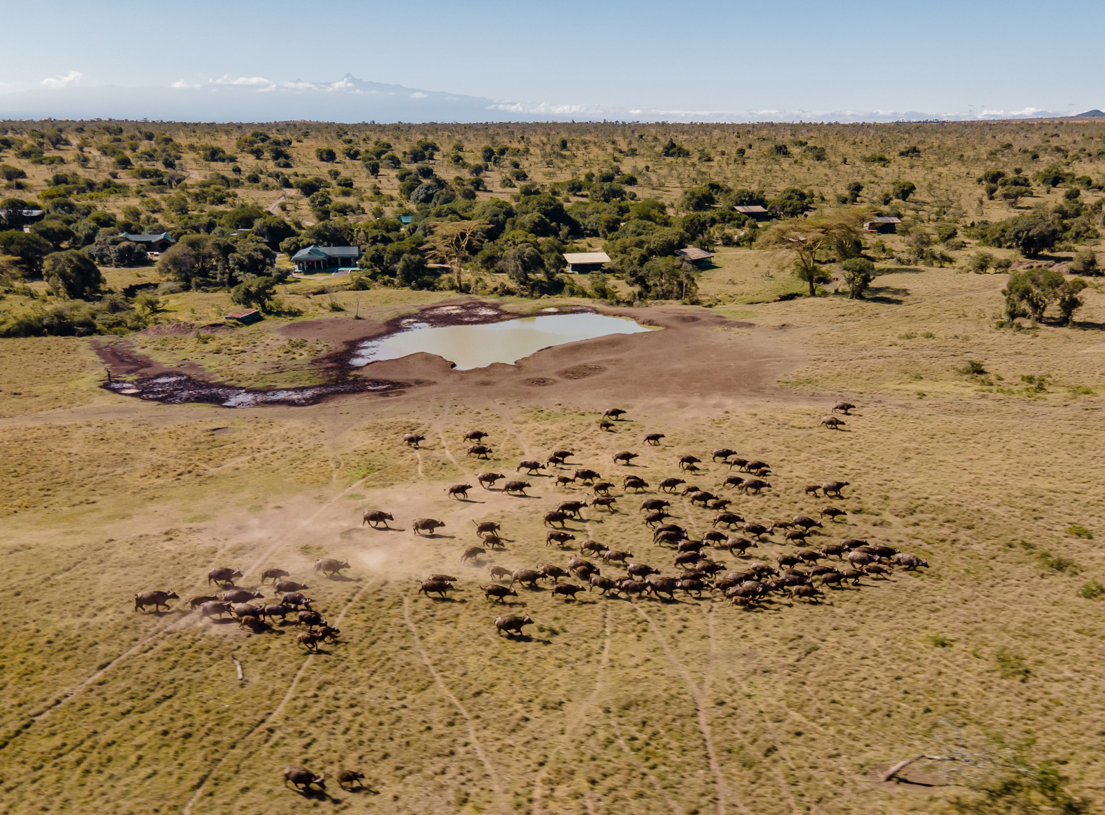 Porini Rhino Camp Porini Rhino Camp: Büffel vor dem Camp