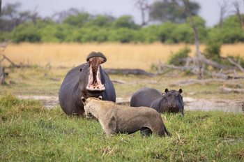 Saguni Safari Lodge Saguni Safari Lodge: Hippo und Löwin