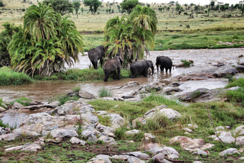 Serian Serengeti Lamai: Elefanten