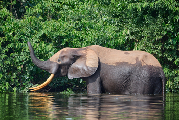 Sette Cama Eco Camp: Waldelefant in einer Lagune