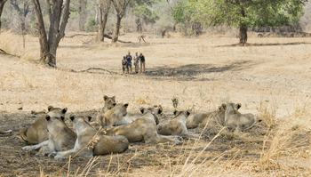 Shenton Safaris: Walking Safari