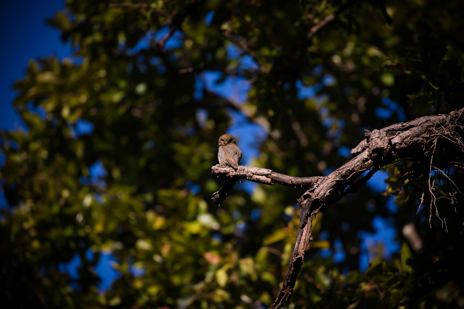 Singinawa Jungle Lodge Singinawa Jungle Lodge: Jungle Owlet