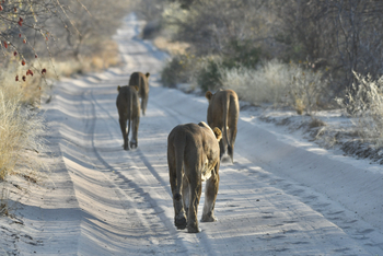 The Dune Camp: Löwen auf Pirsch