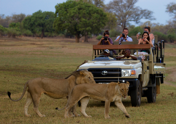 Track and Trail River Camp Track and Trail River Camp: Löwenpärchen