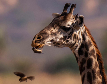 Usangu Expedition Camp: Giraffe mit Oxpecker