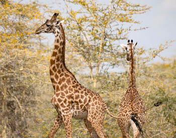 Usangu Expedition Camp: Giraffe zwishen Akazien