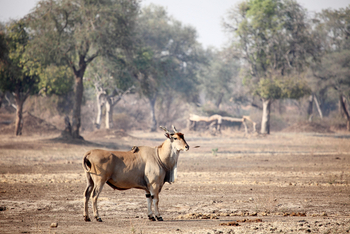 Zambezi Expeditions: Elenantilope
